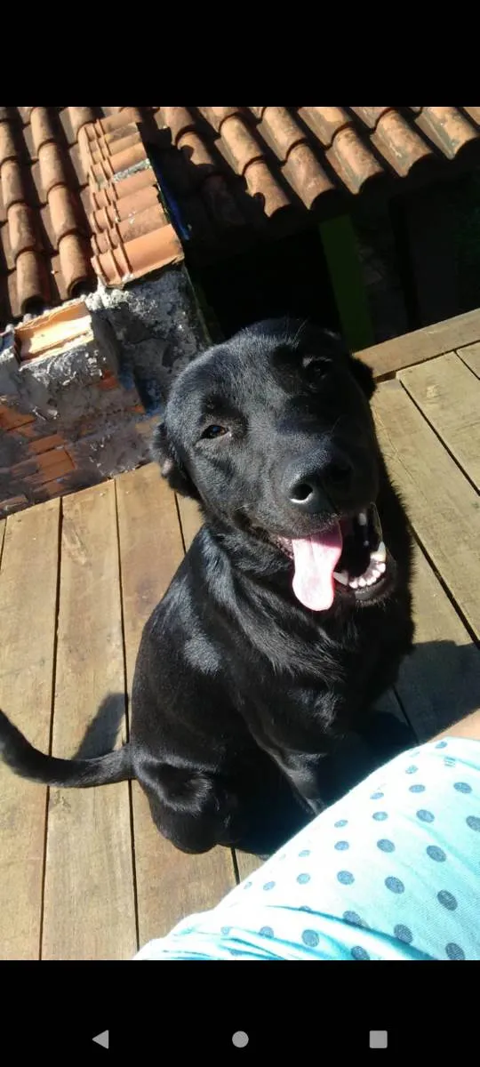 Cachorro ra a Srd com labrador idade 2 anos nome Zeus