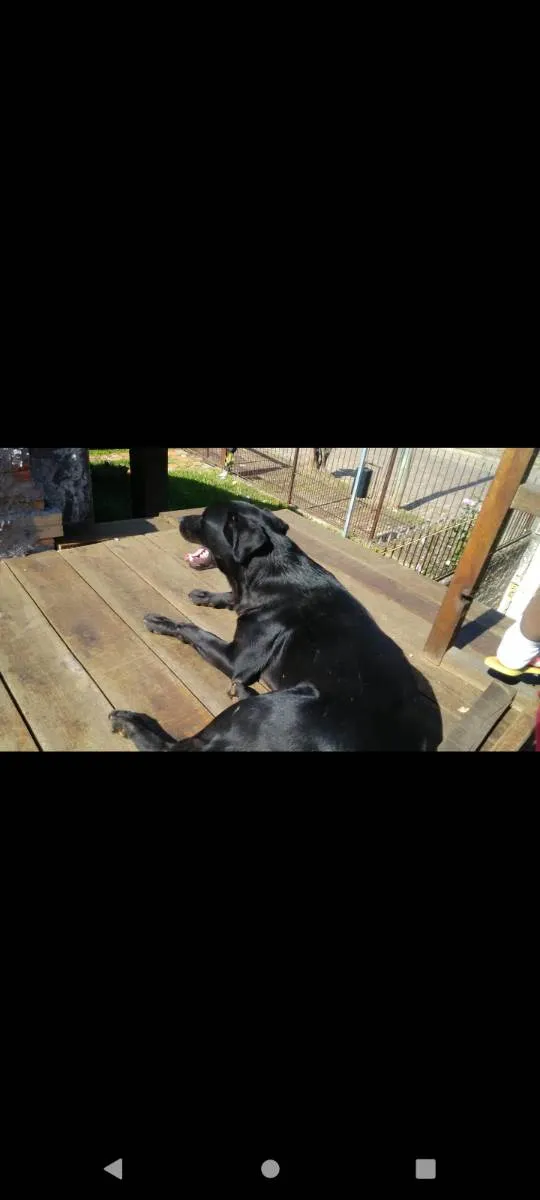 Cachorro ra a Srd com labrador idade 2 anos nome Zeus