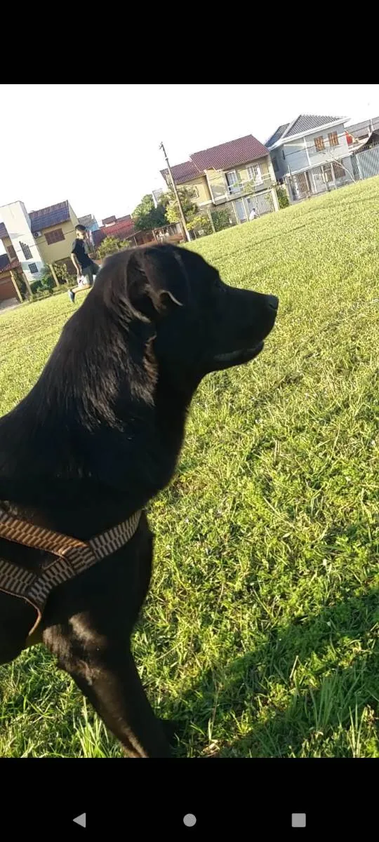 Cachorro ra a Srd com labrador idade 2 anos nome Zeus