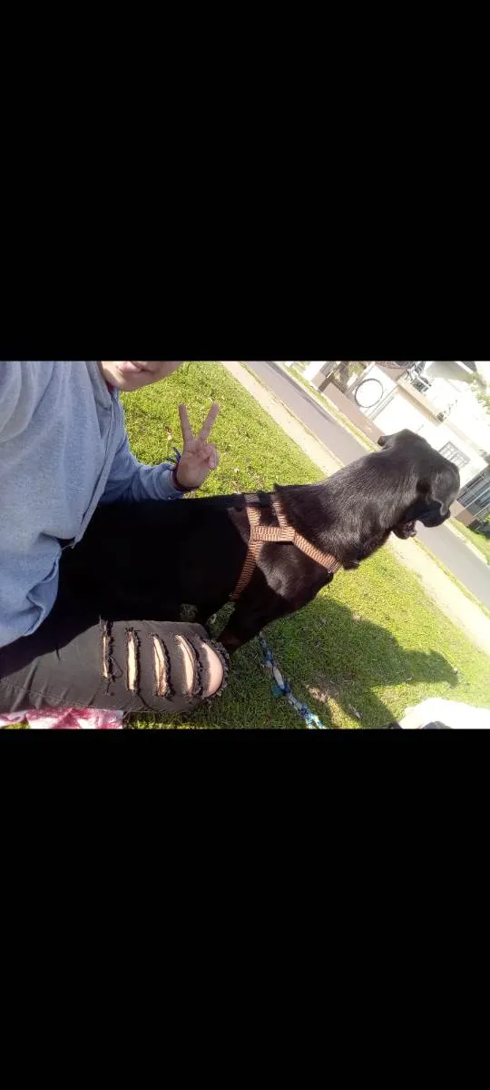 Cachorro ra a Srd com labrador idade 2 anos nome Zeus