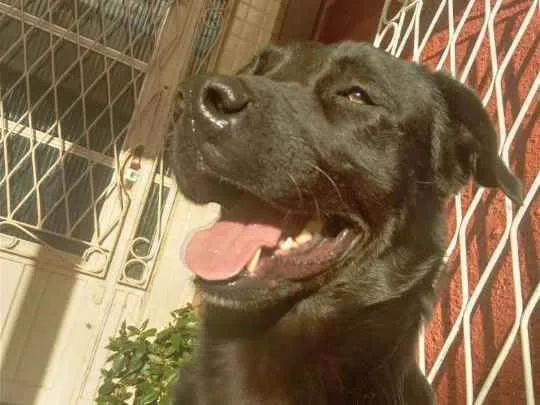 Cachorro ra a Srd com labrador idade 2 anos nome Zeus