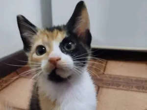 Gato raça SRD idade 2 a 6 meses nome MARIA
