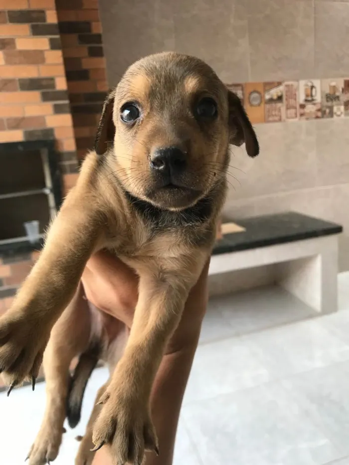 Cachorro ra a Nao sei idade 2 a 6 meses nome Sem nomes