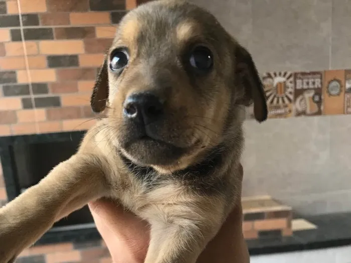 Cachorro ra a Nao sei idade 2 a 6 meses nome Sem nomes