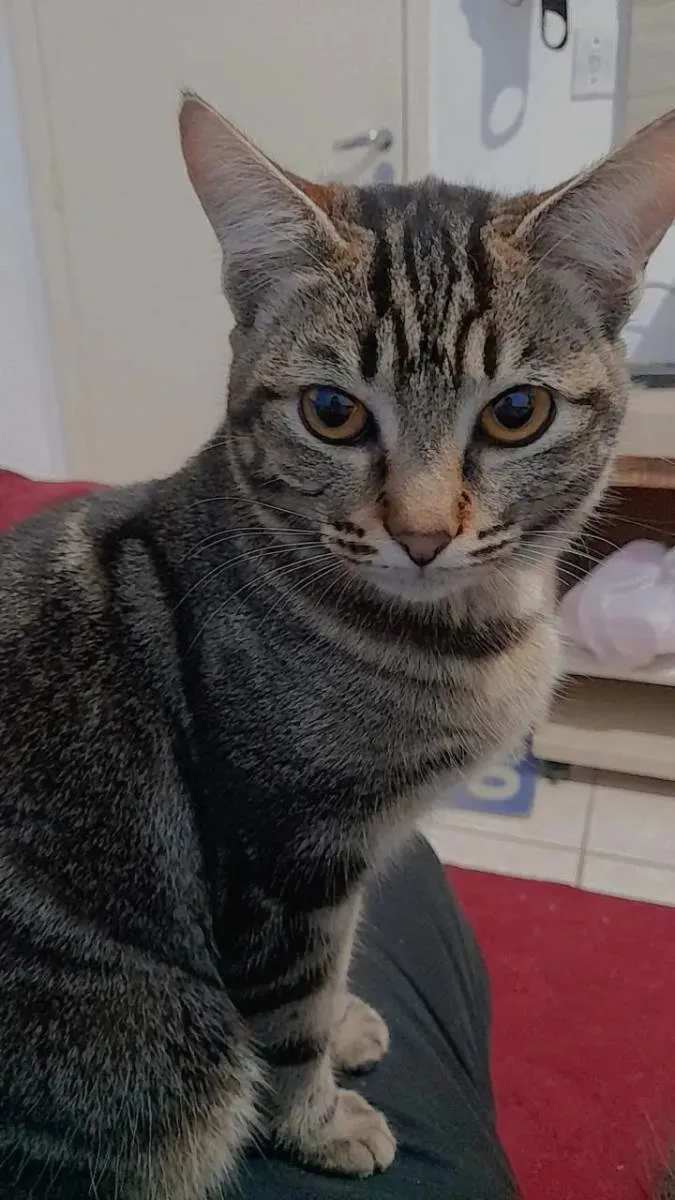 Gato ra a Mistura idade 7 a 11 meses nome Lua
