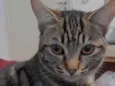 Lua