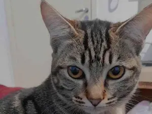 Gato raça Mistura idade 7 a 11 meses nome Lua