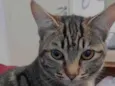 Lua