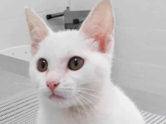 Gato raça SRD idade 2 a 6 meses nome MAYA