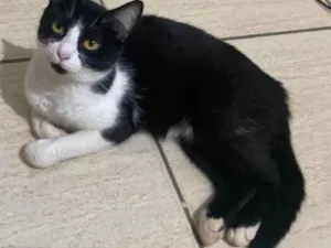 Gato raça Perca idade 7 a 11 meses nome Sofrencia , MARY