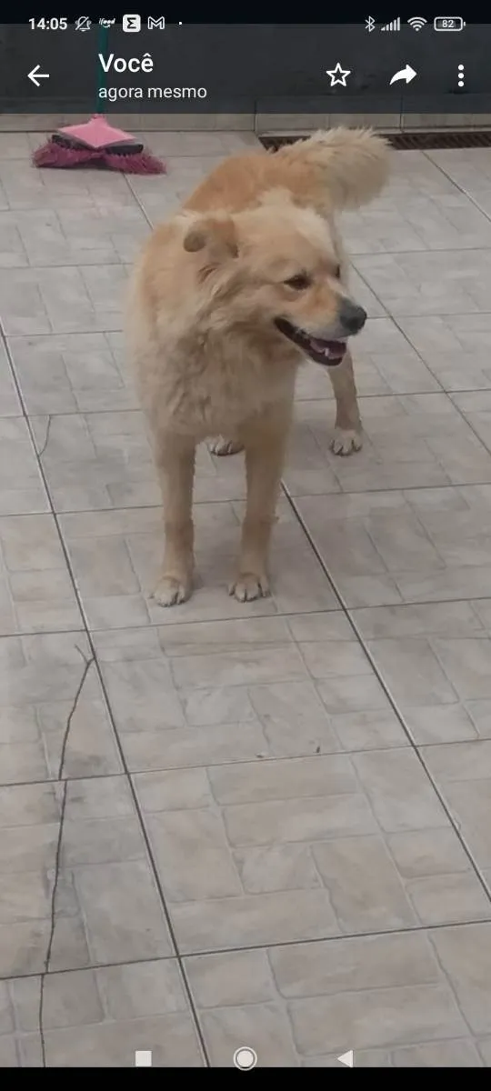 Cachorro ra a Golden c labrador  idade 3 anos nome Pike 