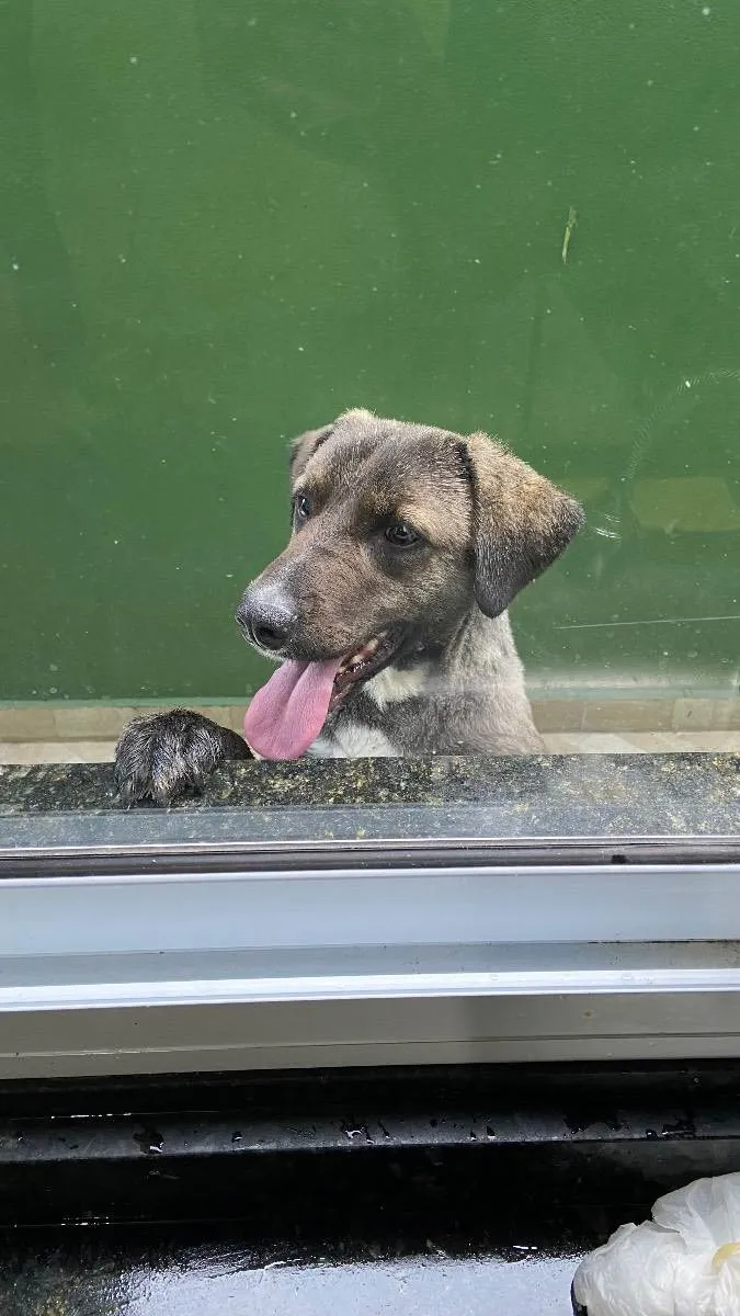 Cachorro ra a Mestiço  idade 2 anos nome Lucky