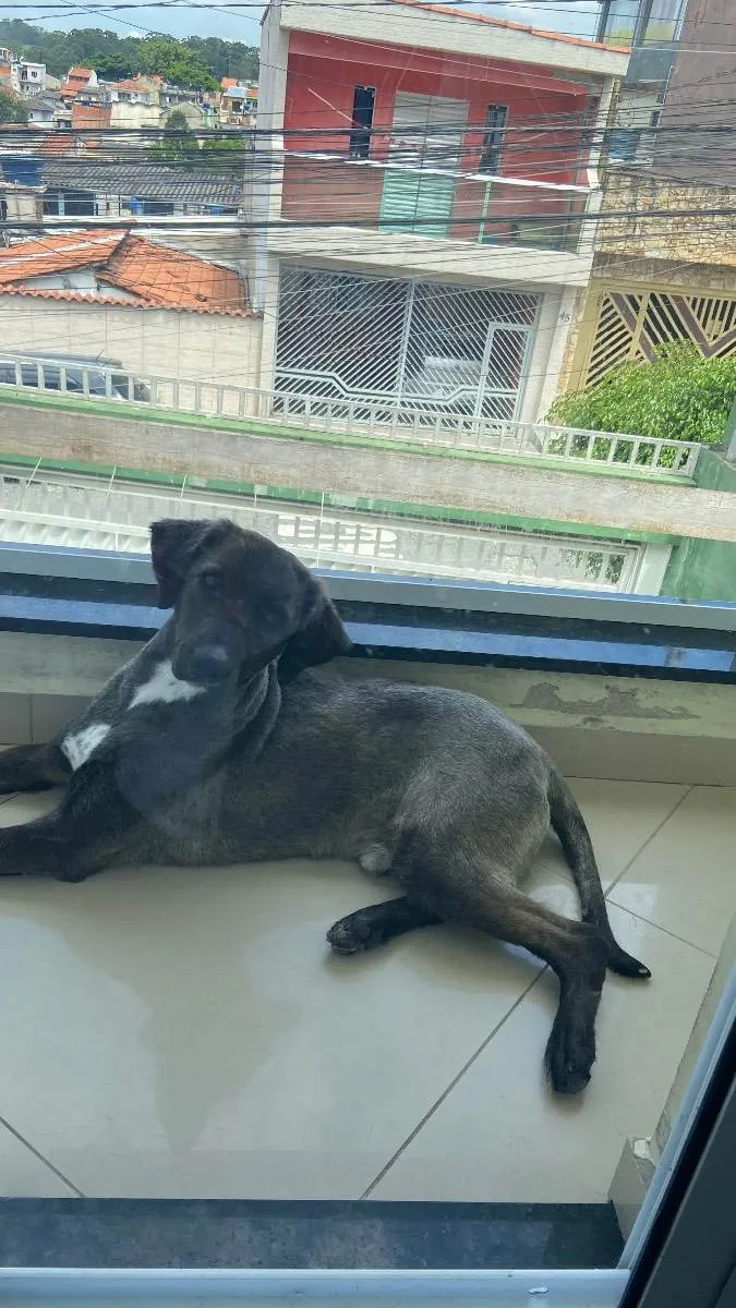 Cachorro ra a Mestiço  idade 2 anos nome Lucky