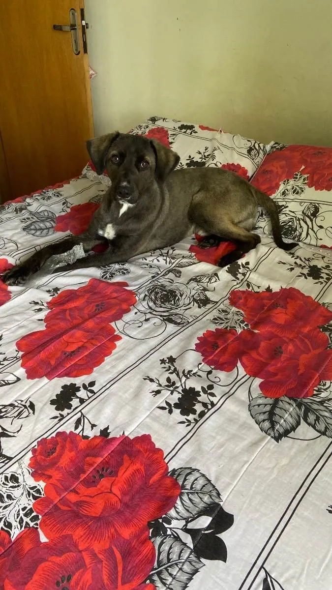 Cachorro ra a Mestiço  idade 2 anos nome Lucky