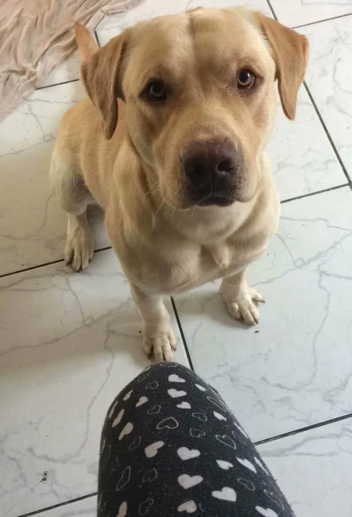 Cachorro ra a Labrador  idade 2 anos nome Rufo