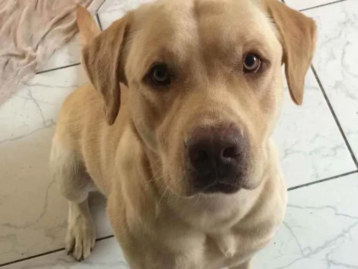 Cachorro ra a Labrador  idade 2 anos nome Rufo