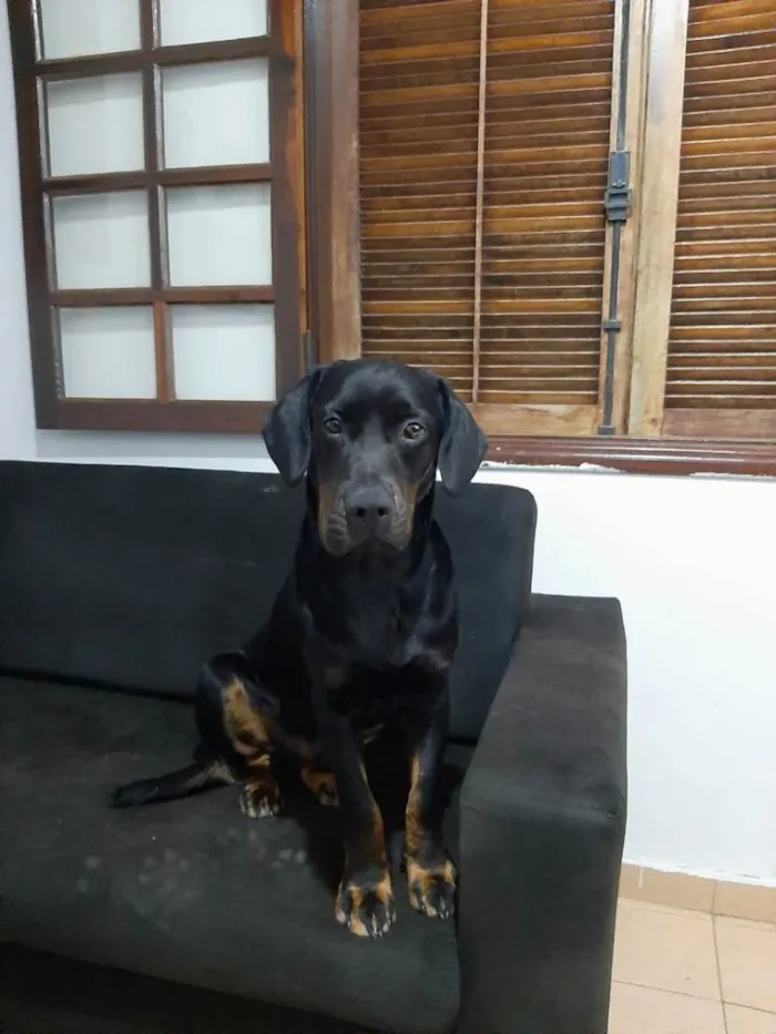 Cachorro ra a nao dientificada idade 1 ano nome Betoven