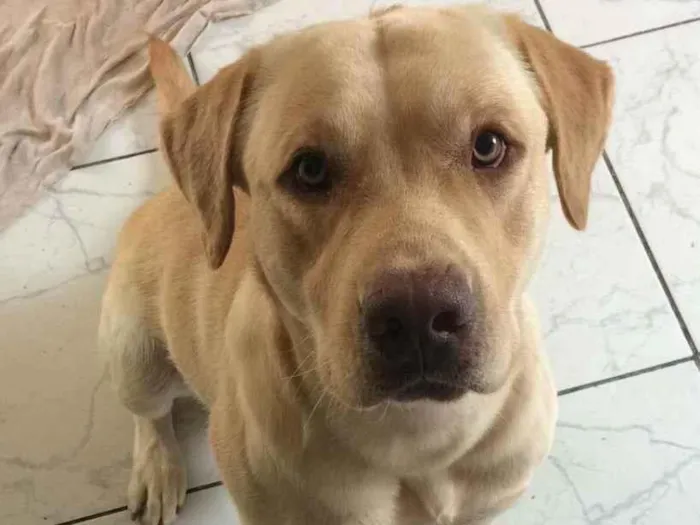 Cachorro ra a Labrador  idade 2 anos nome Rufo