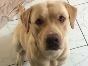 Cachorro raça Labrador  idade 2 anos nome Rufo
