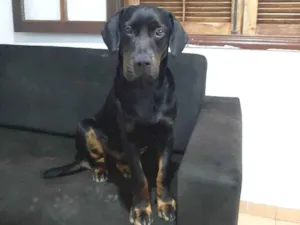 Cachorro raça nao dientificada idade 1 ano nome Betoven