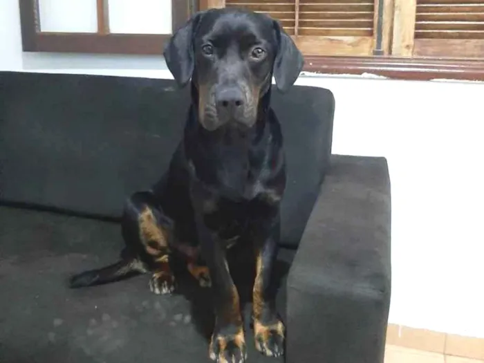 Cachorro ra a nao dientificada idade 1 ano nome Betoven