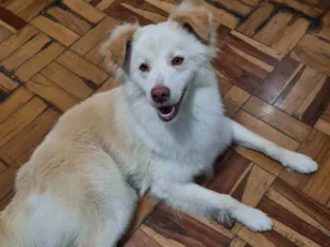 Cachorro raça Vira lata idade 7 a 11 meses nome Marley