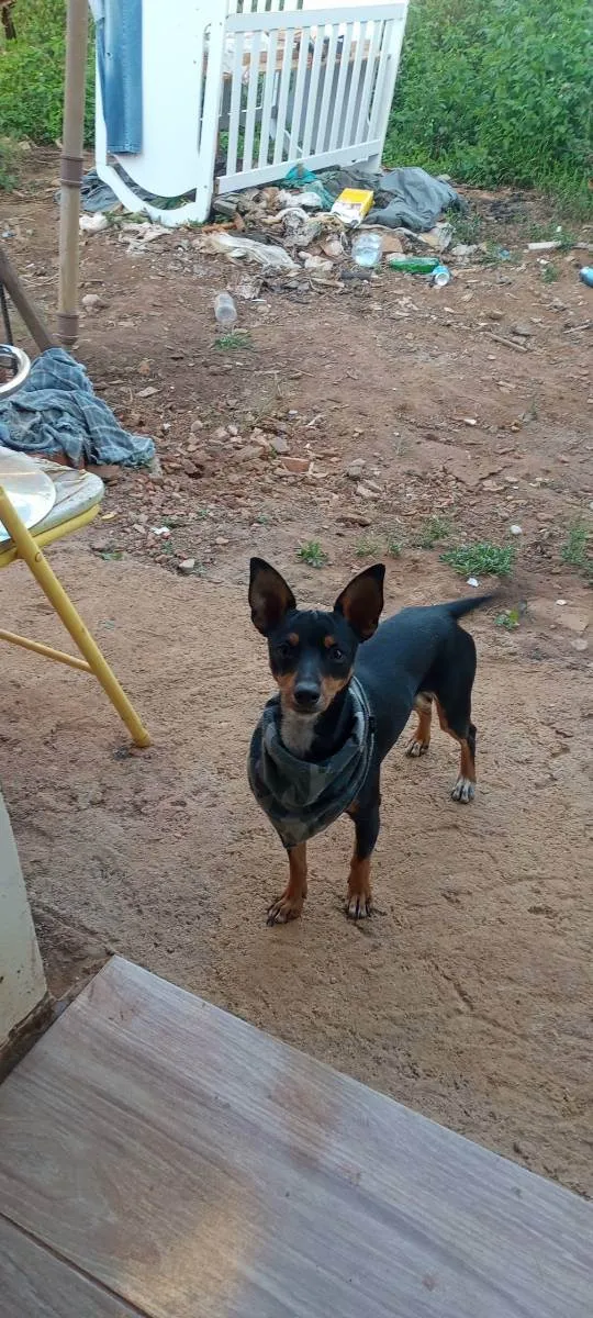 Cachorro ra a Pincher  idade 1 ano nome Chico 