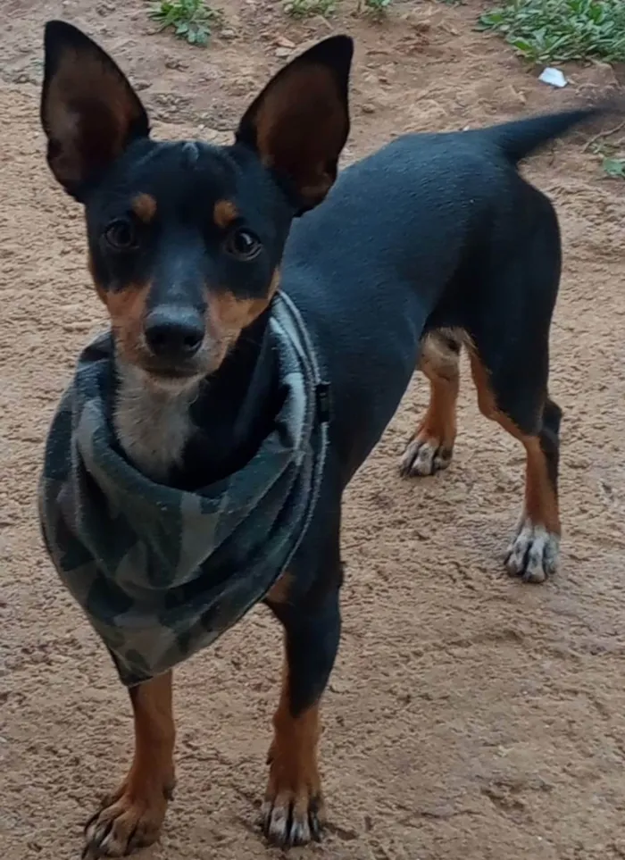 Cachorro ra a Pincher  idade 1 ano nome Chico 