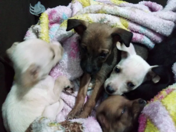 Cachorro raça Vira lata  idade 2 a 6 meses nome Variados
