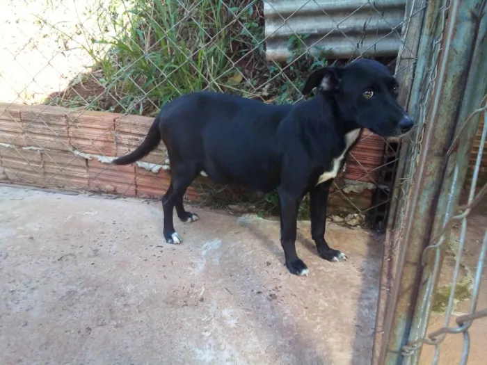 Cachorro raça Vira lata  idade 2 a 6 meses nome Variados