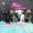 Variados