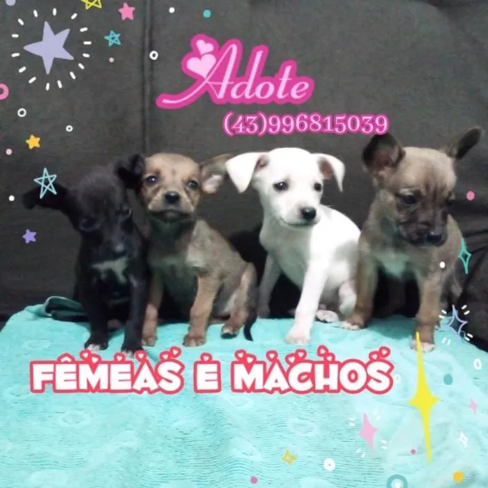 Cachorro raça Vira lata  idade 2 a 6 meses nome Variados