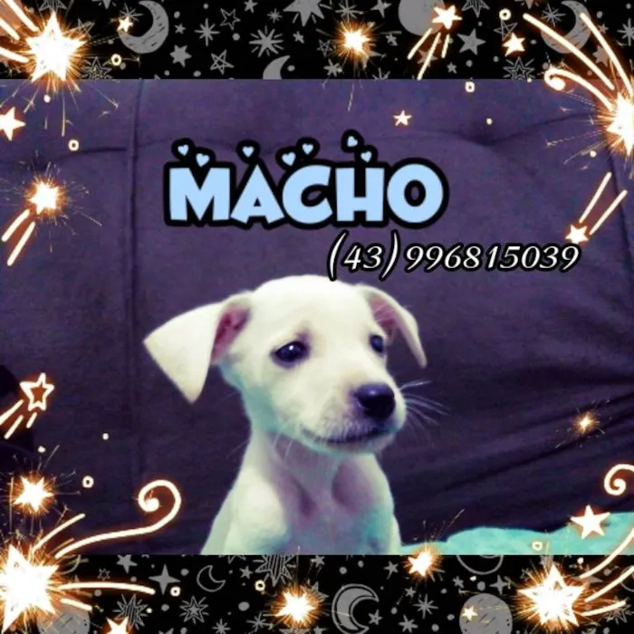 Cachorro raça Vira lata  idade 2 a 6 meses nome Variados