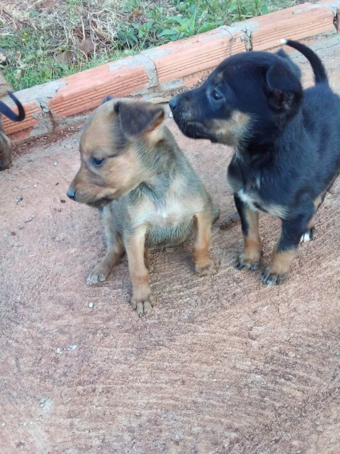 Cachorro raça Vira lata  idade 2 a 6 meses nome Variados