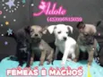 Variados