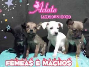 Cachorro raça Vira lata  idade 2 a 6 meses nome Variados