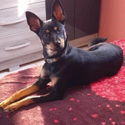 Cachorro raça Pinscher idade 2 anos nome She-ra