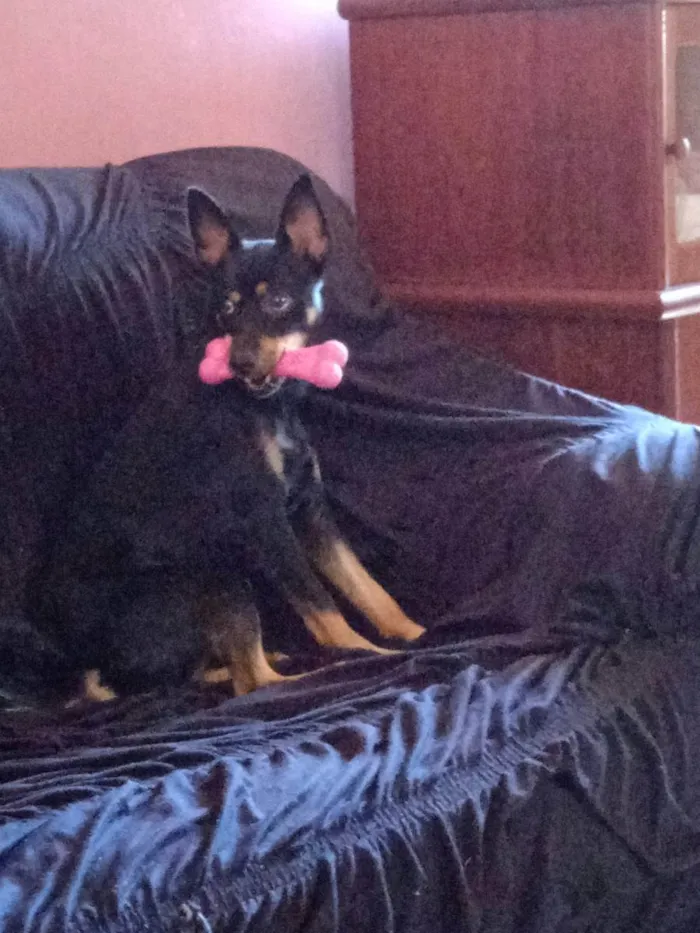 Cachorro raça Pinscher idade 2 anos nome She-ra