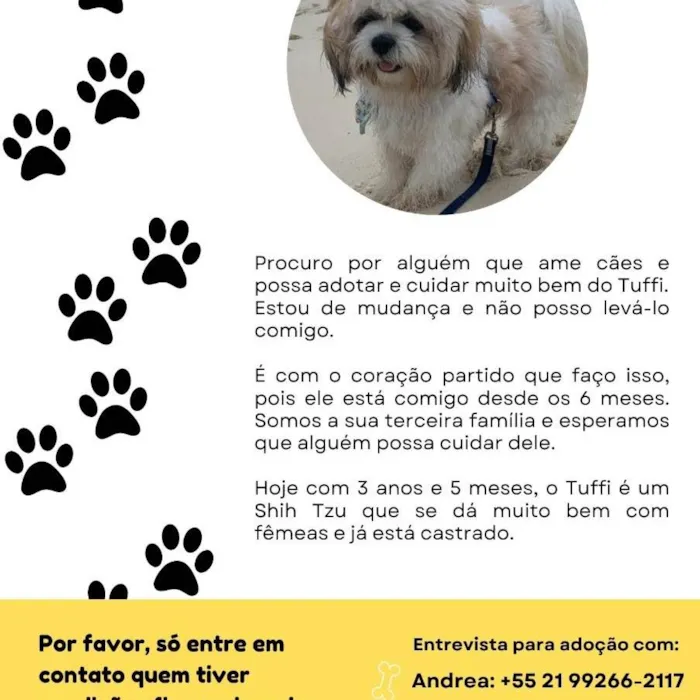 Cachorro ra a Shitzu  idade 3 anos nome Sem nome