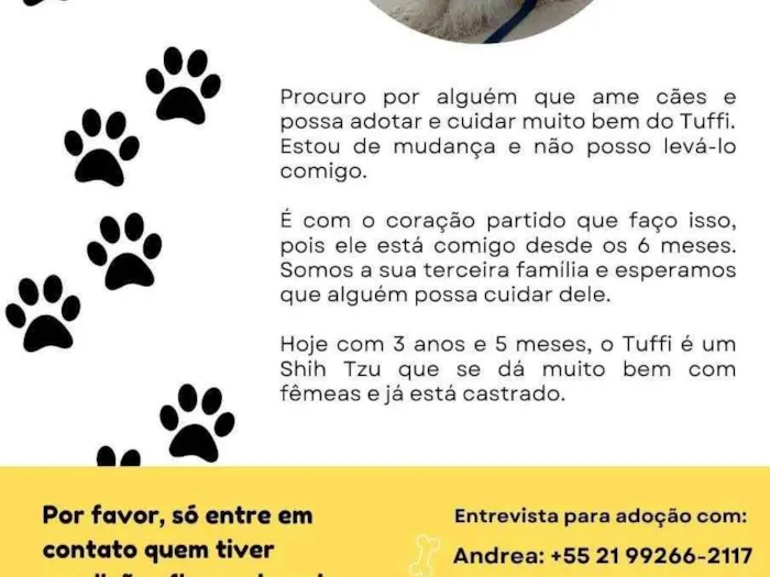 Cachorro ra a Shitzu  idade 3 anos nome Sem nome