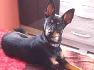 Cachorro raça Pinscher idade 2 anos nome She-ra