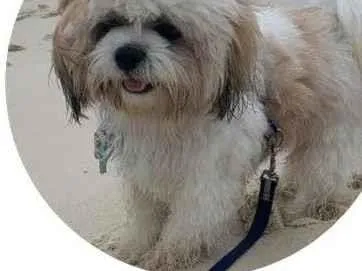Cachorro ra a Shitzu  idade 3 anos nome Sem nome
