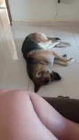 Apollo