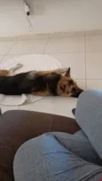 Apollo
