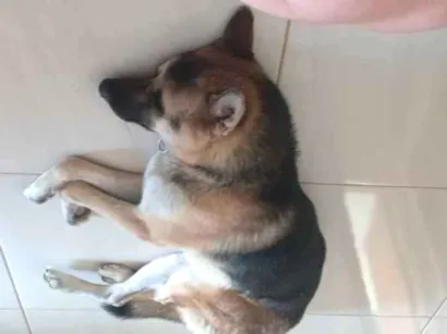 Cachorro raça Pastor alemão  idade 2 anos nome Apollo
