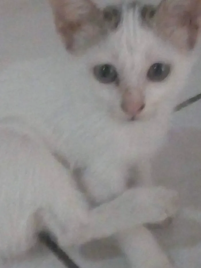 Gato ra a  idade 2 a 6 meses nome Gatinho filhotes 