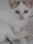 Gatinho filhotes