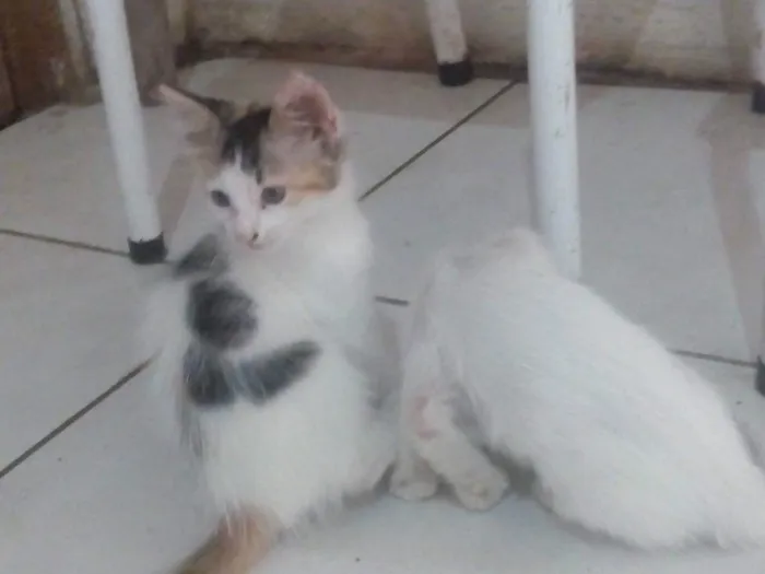 Gato ra a  idade 2 a 6 meses nome Gatinho filhotes 