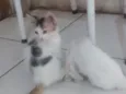 Gatinho filhotes