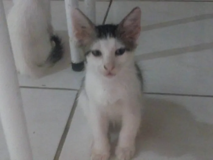 Gato ra a  idade 2 a 6 meses nome Gatinho filhotes 